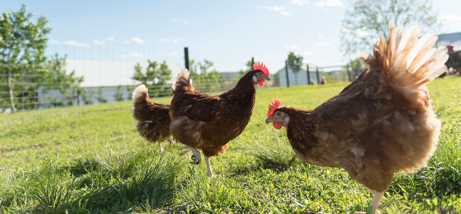 Chickens on an Organic Valley Farm