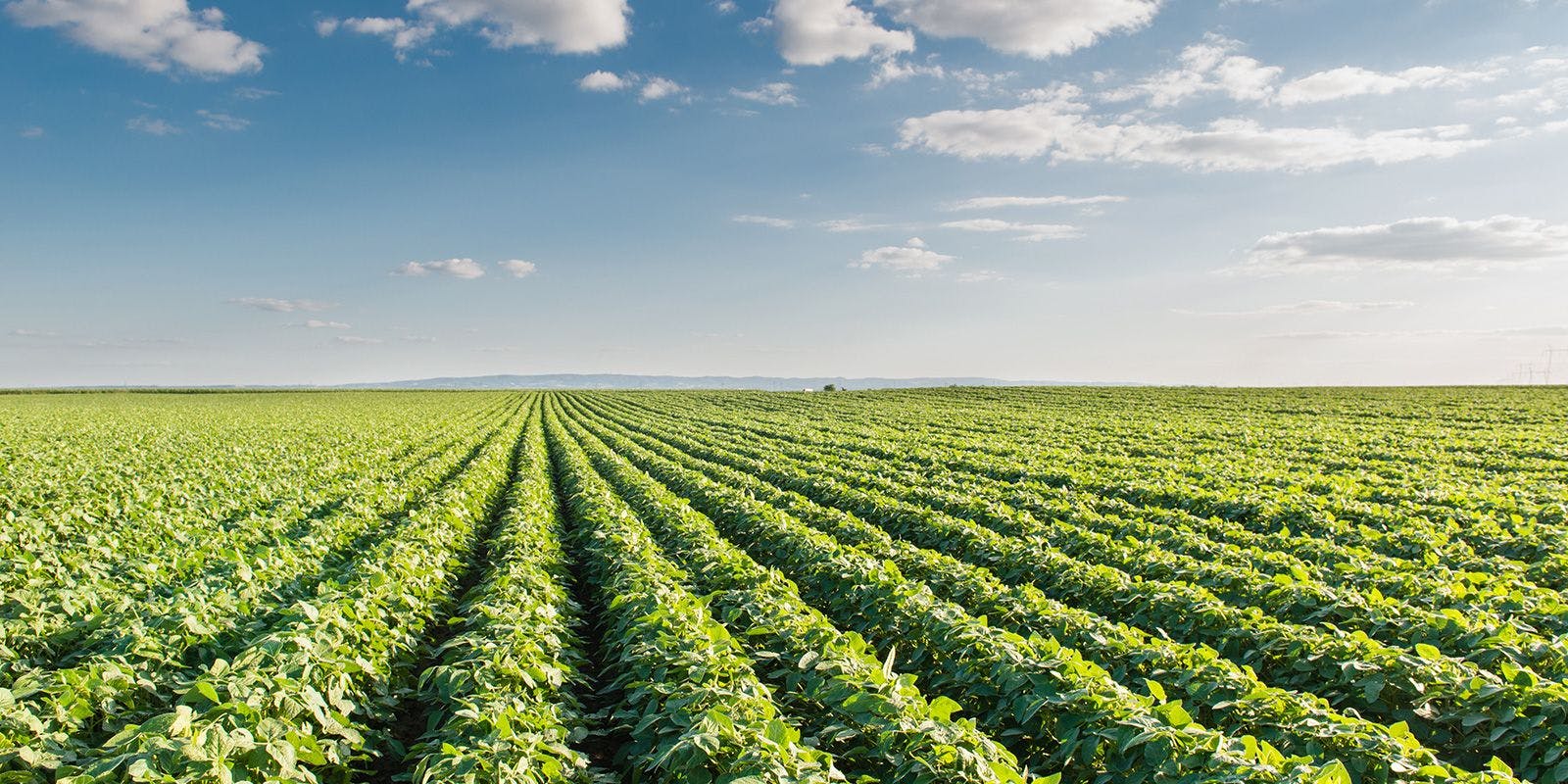 Field on the Farm Landscape