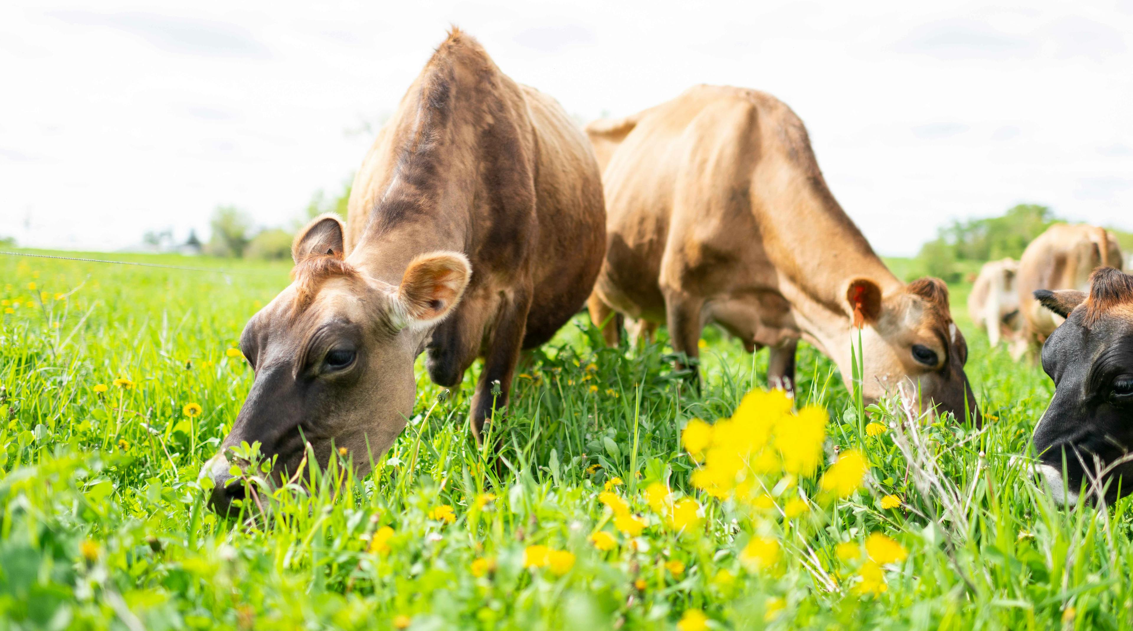 Organic Valley cows grazing on an organic family farm.