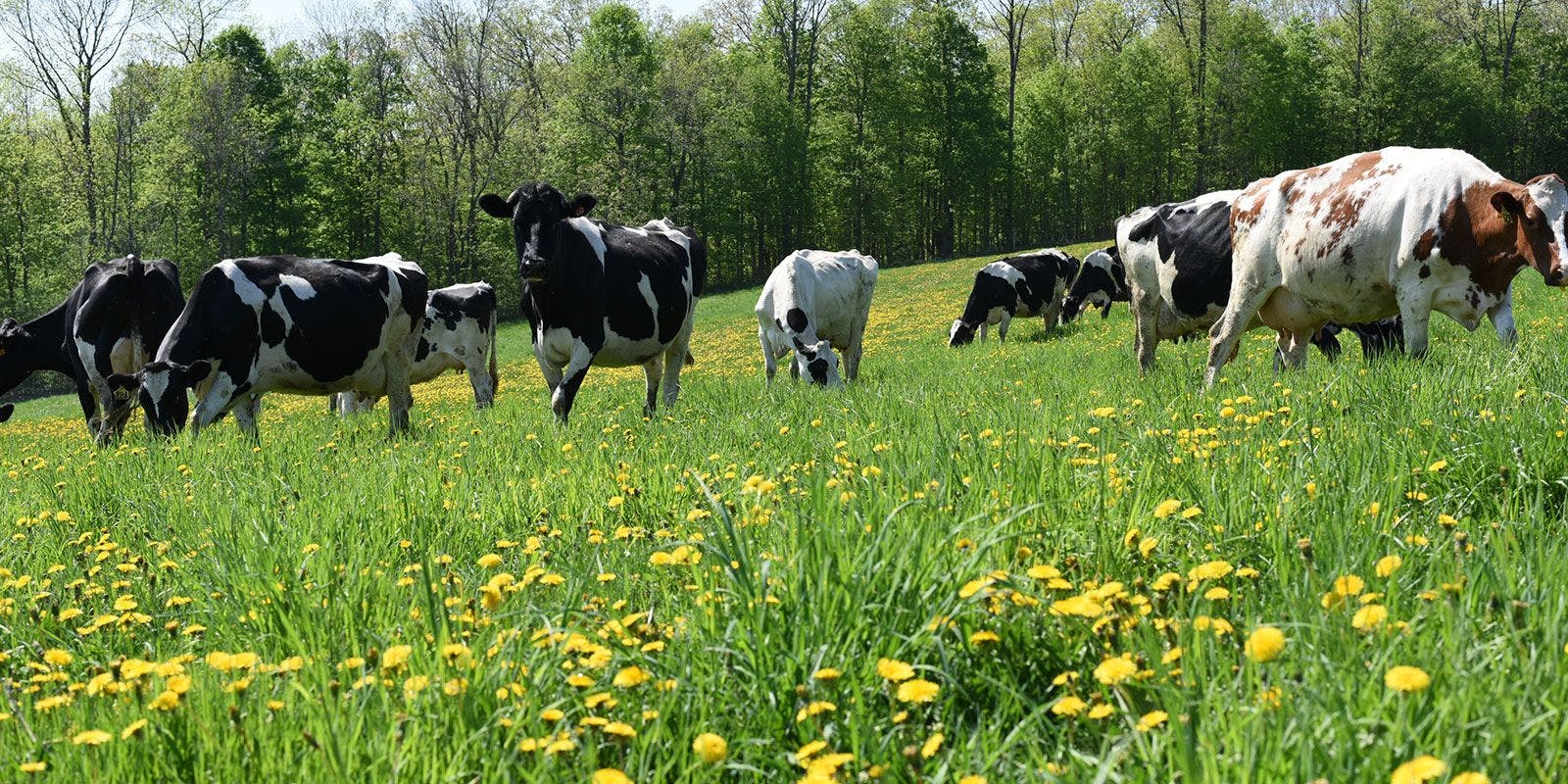 Dairy cows graze in a lush green pasture dotted with yellow dandelions.