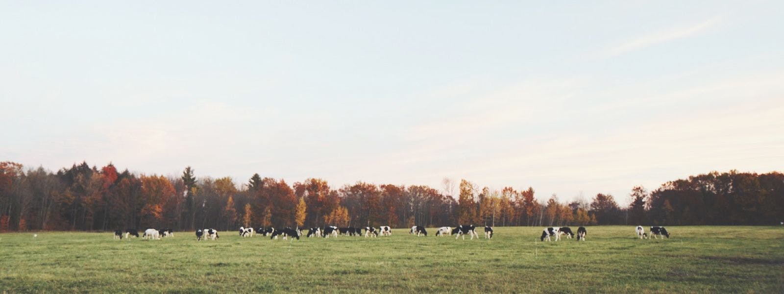 Mahalko's Farm Cows Grazing