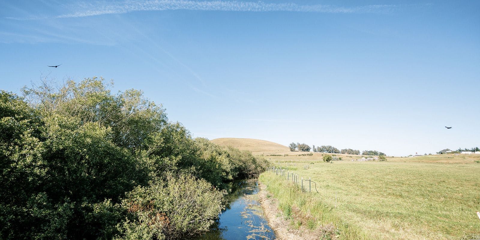 Scenery from a riparian restored farm in California.