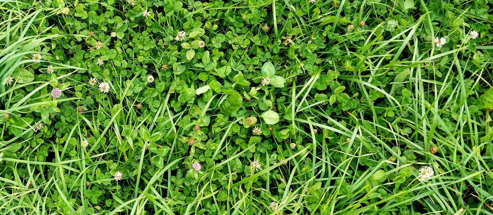 A close-up of organic pasture grasses.