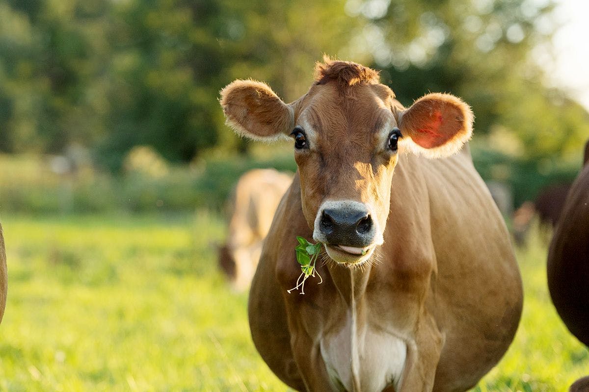 Cows chews on grass on the Webb Farm in Vermont.