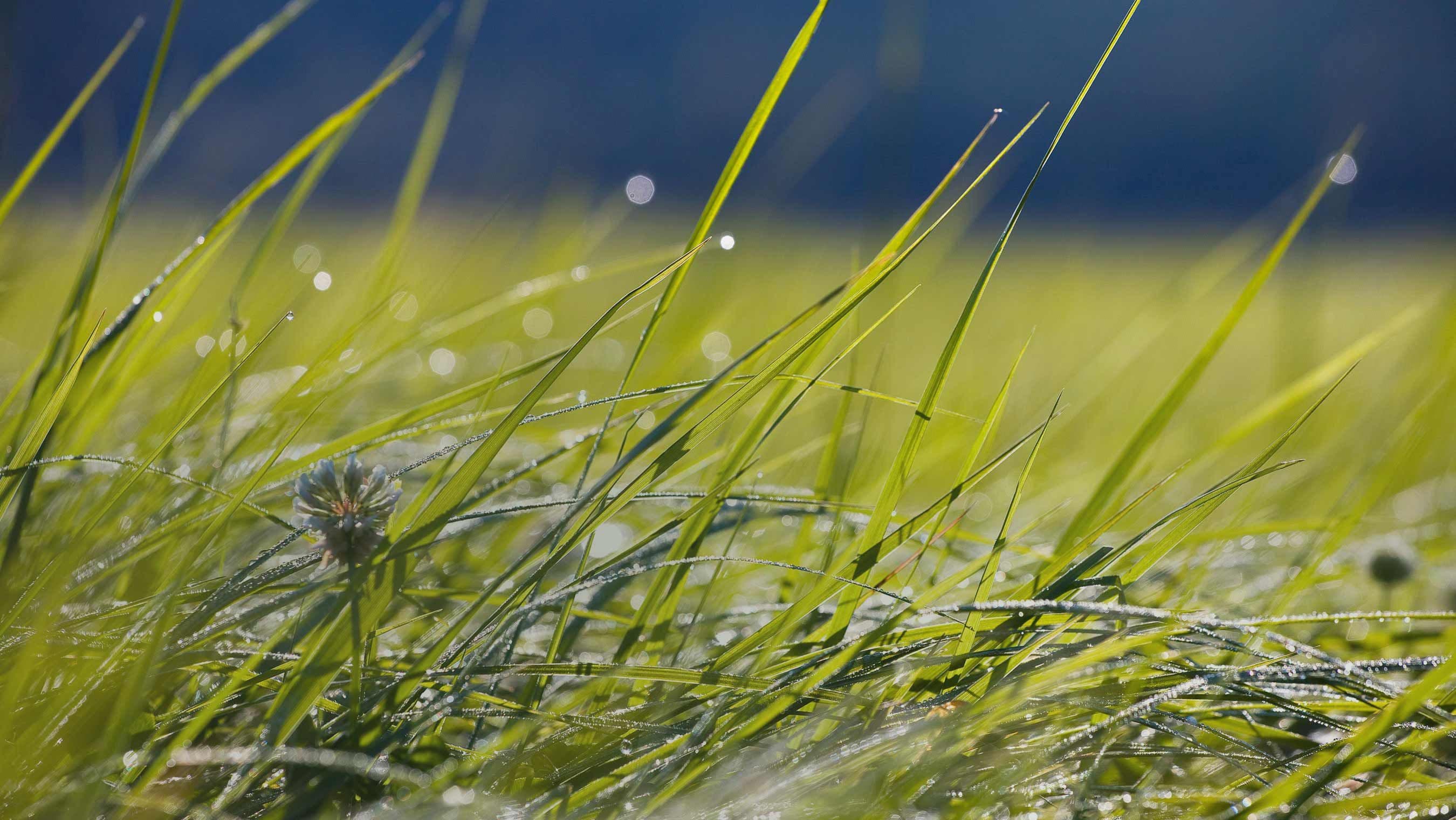 Lush pasture grass on and Organic Valley farm