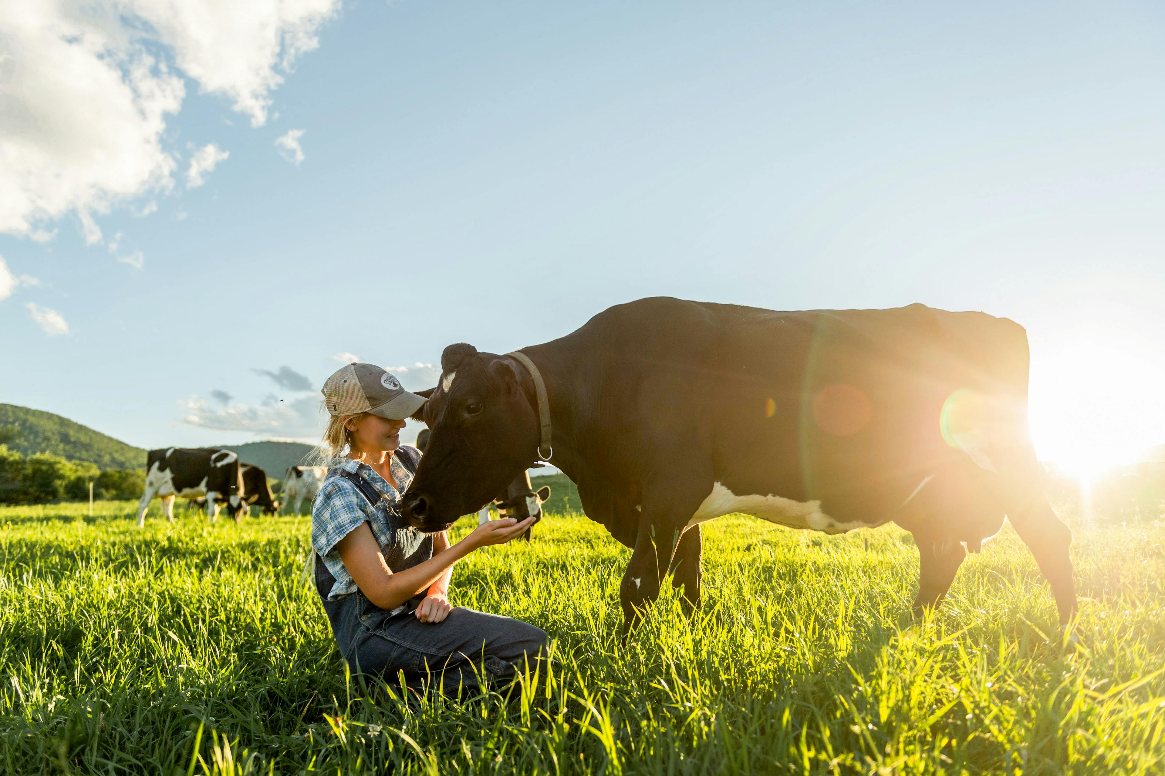 In the pasture with the cows on the Rooney family farm.