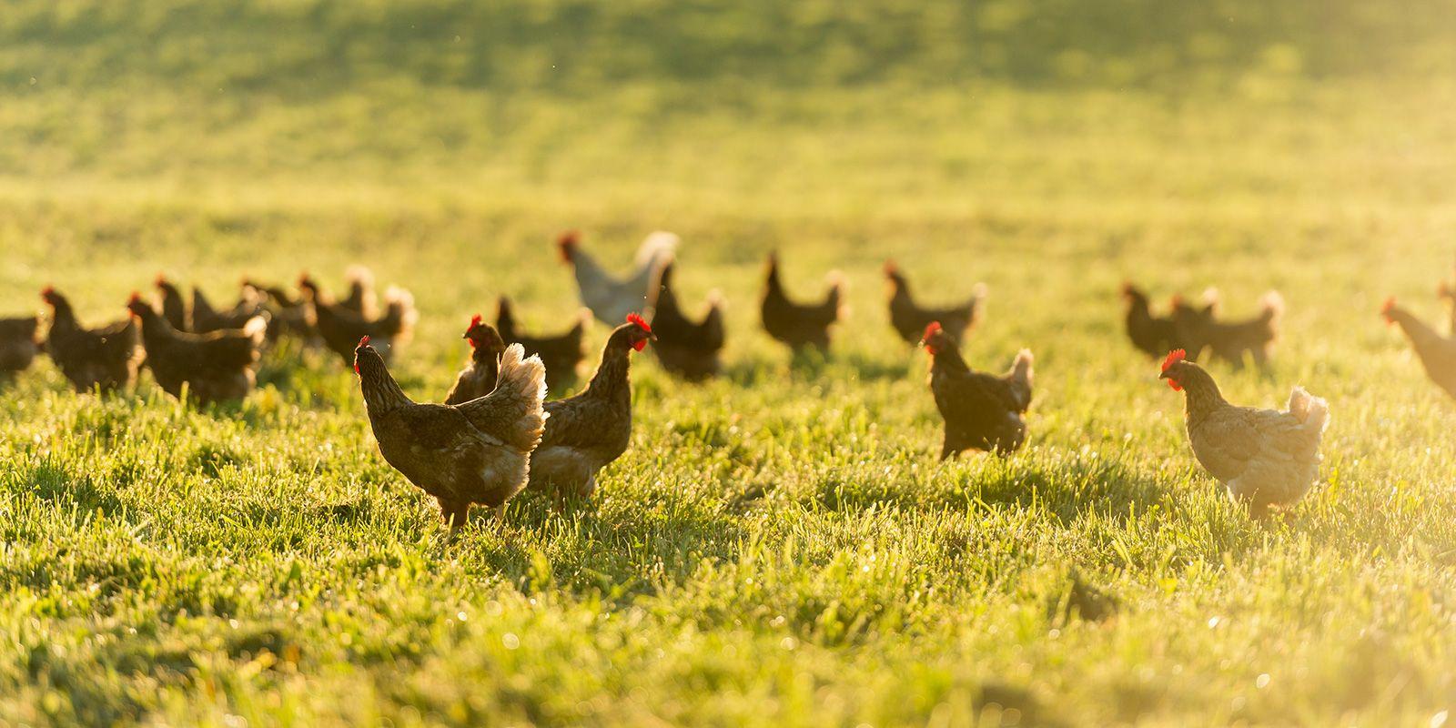 Hens on pasture in the evening sun on the Stoltzfoos family farm in Pennsylvania.