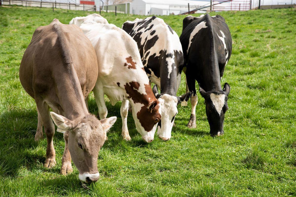 Dairy cows munch on pasture.